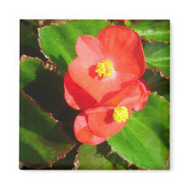 Red Begonias Magnet