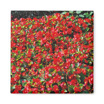 Red Begonias Magnets