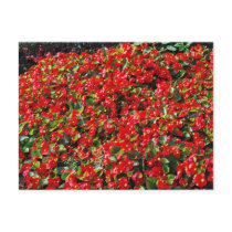 Red Begonias Postcards