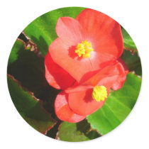 Red Begonias Sticker
