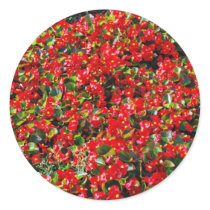Red Begonias Sticker