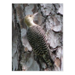 Red-bellied Baby Postcard
