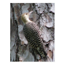 Red-bellied Baby Postcard