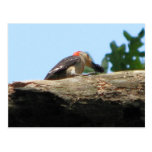 Red-bellied & Blackberry Postcard