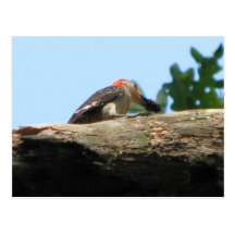 Red-bellied & Blackberry Postcard