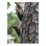 Red-bellied Male & Fledgling Postcard