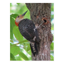 Red-bellied Male Spring Postcard