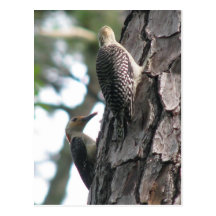 Red-bellied Male Teaching Postcard