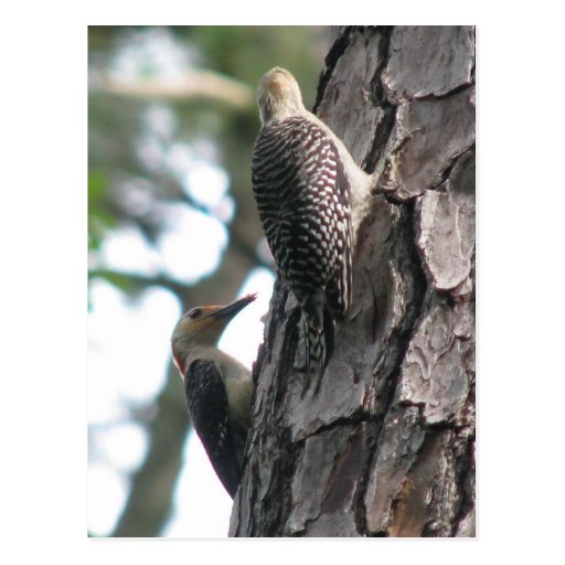 Red-bellied Male Teaching Postcard