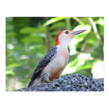 Red-bellied Male WP Postcard