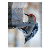 Red-bellied Woodpecker at Bird Feeder Postcard