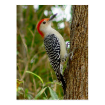 Red Bellied Woodpecker Bird Postcard
