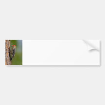 Red-bellied Woodpecker Bumper Sticker