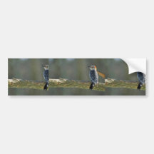 Red-bellied woodpecker bumper sticker