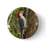Red Bellied Woodpecker Button