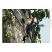 Red-bellied Woodpecker Greeting Cards