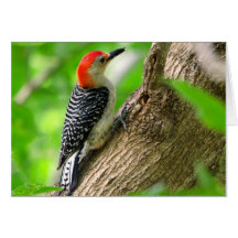 Red-bellied Woodpecker Card