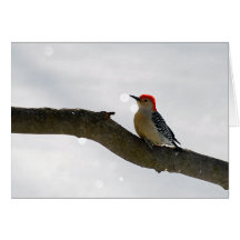 Red-Bellied Woodpecker Card