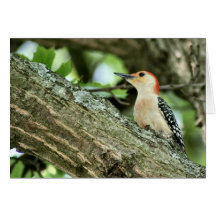 Red-bellied Woodpecker Card
