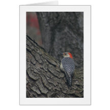Red-bellied Woodpecker Card