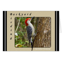 Red Bellied Woodpecker Card 2