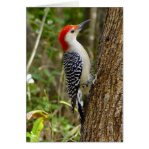 Red Bellied Woodpecker Card 3