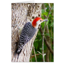 Red Bellied Woodpecker Card 4
