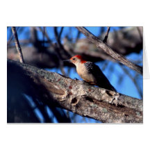 Red-bellied Woodpecker Cards