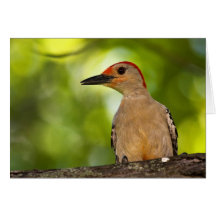Red Bellied Woodpecker Cards