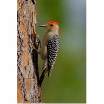 Red-bellied Woodpecker Cut Outs