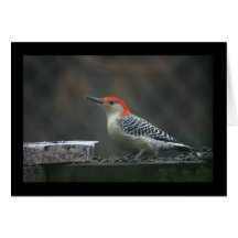 Red-Bellied Woodpecker Greeting Card