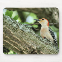Red-bellied Woodpecker Mousepad