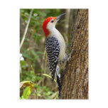 Red Bellied Woodpecker Postcard