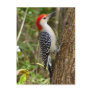 Red Bellied Woodpecker Postcard