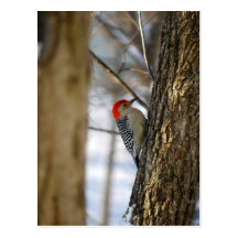 Red-Bellied Woodpecker Postcard