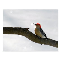 Red-Bellied Woodpecker Postcard