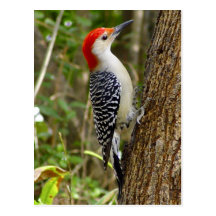 Red Bellied Woodpecker Postcard