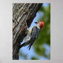 Red Bellied Woodpecker Posters