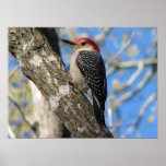 Red-bellied Woodpecker Print