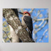Red-bellied Woodpecker Print