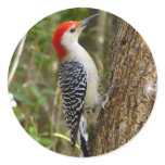 Red Bellied Woodpecker Sticker