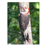 Red-bellied WP Male Postcard