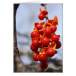 Red Berries Cards