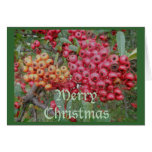 Red Berries Christmas Card
