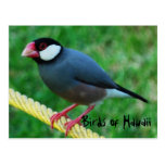 Red billed Java Sparrow in Hawaii Post Card