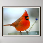 Red Bird Cardinal Poster