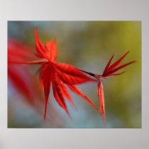 "Red Bloom", Maple leaf