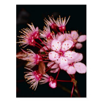 Red Blossom detail of flowering plum tree flowers postcards