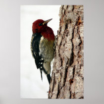 Red Breasted Sapsucker posters