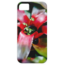 Red Bromeliad iPhone 5 Cases